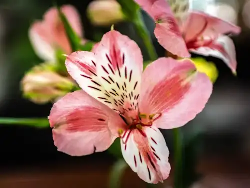 Consultoría-Decorativa